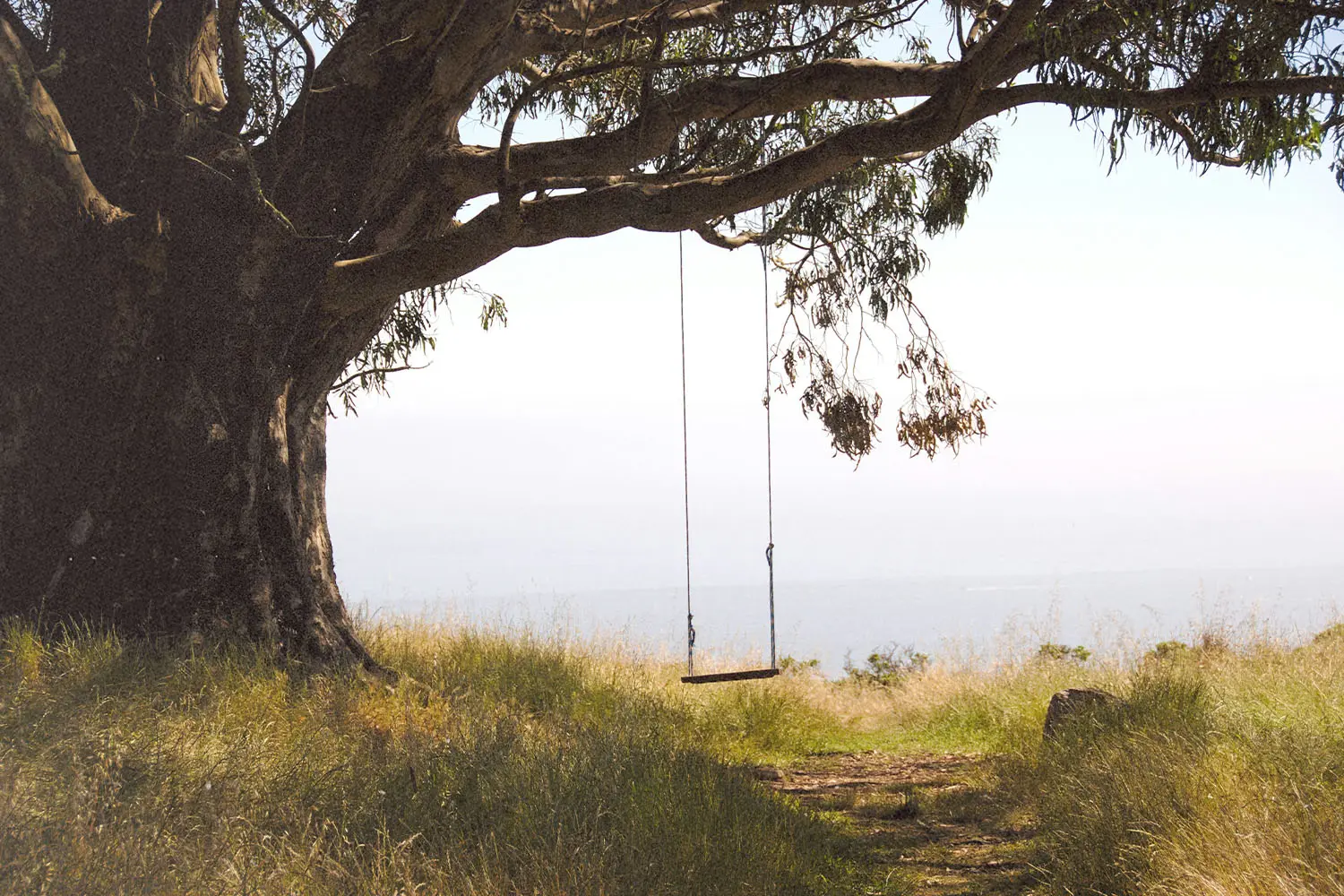 Empty rope swing suspended from a sprawling tree, set beside tall grass with distant sky and water meeting in the background