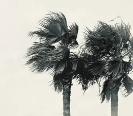 Palm trees blowing in the wind