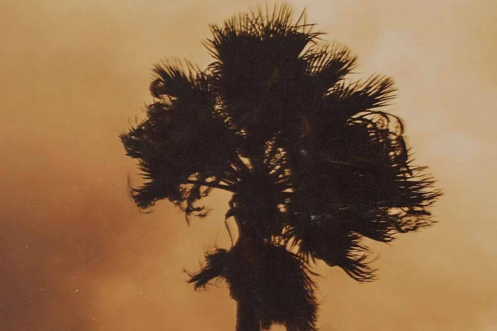 Palm tree blowing in wind with fire light in the background