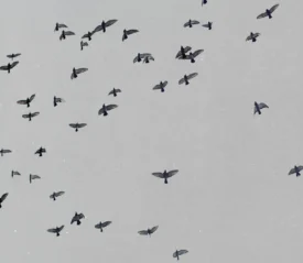 Sky full of birds