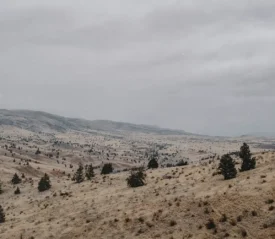 A wide, muted landscape of rolling hills dotted with sparse trees under an overcast gray sky