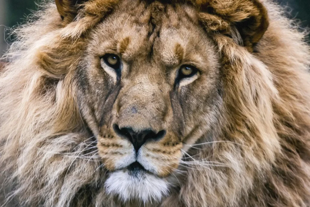 A lion facing the camera, showing power and representing authority