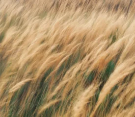 Wheat fields
