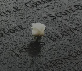 white rose on dark memorial with rain drops
