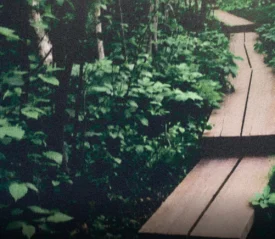 A wooden road in the forest, representing learning to move forward with new faith practices in 2026
