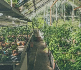 Greenhouse filled with growing plants symbolizing the impact of twice-sown seed and the multiplying effect of stewardship and outreach.