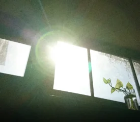 Sunlight shining through a window onto a small plant, symbolizing growth, peace, and the simple shifts that create a satisfied life.