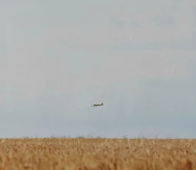 A small airplane flies low over a wide golden field of tall crops under an open sky