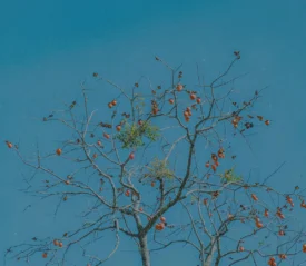 Leafless tree holding clusters of small orange fruit contrasted with a bright blue background