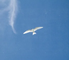 White seabird gliding high above with minimal clouds in an open blue sky