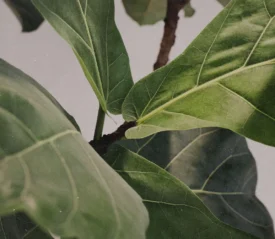 Detailed view of overlapping green leaves on a tropical houseplant