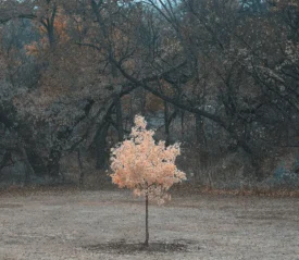 A single light-colored tree stands apart in a dark forest, symbolizing transformation and faith