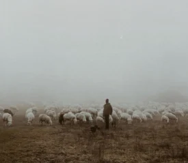 A shepherd with his flock of sheep on a hillside