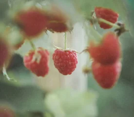 close up of raspberries on a vine