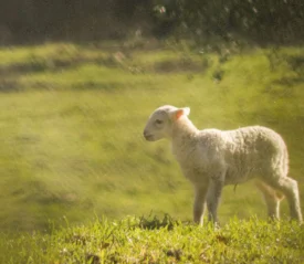 lamb in a field
