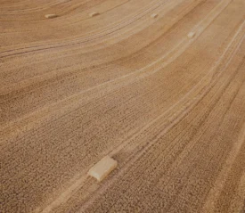 Wide field of golden grain shows long curved harvesting lines with rectangular hay bales scattered across the landscape
