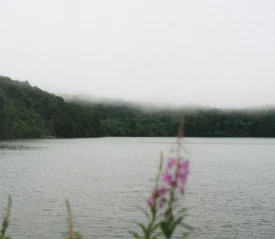Calm lake surrounded by dense green forest with low fog drifting across the treetops, and soft pink wildflowers in the foreground