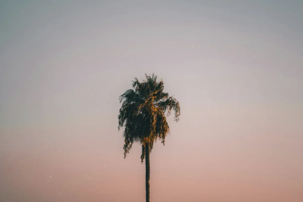 A palm tree with the sunset in the background.
