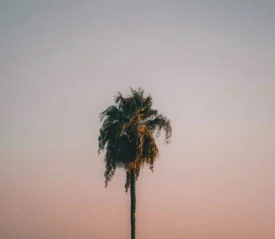 A palm tree with the sunset in the background.