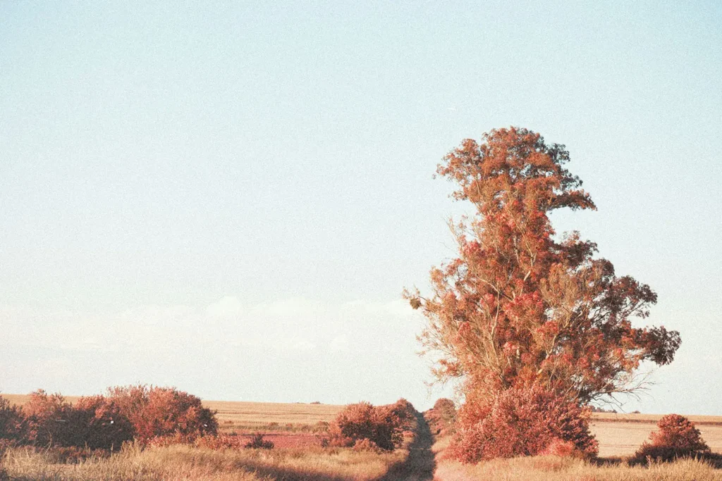 Tall tree with autumn-colored foliage standing beside a narrow dirt path in a wide open field under a clear blue sky