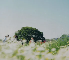 Group of people walking through a sunny wildflower field with a large green tree in the background under a clear sky