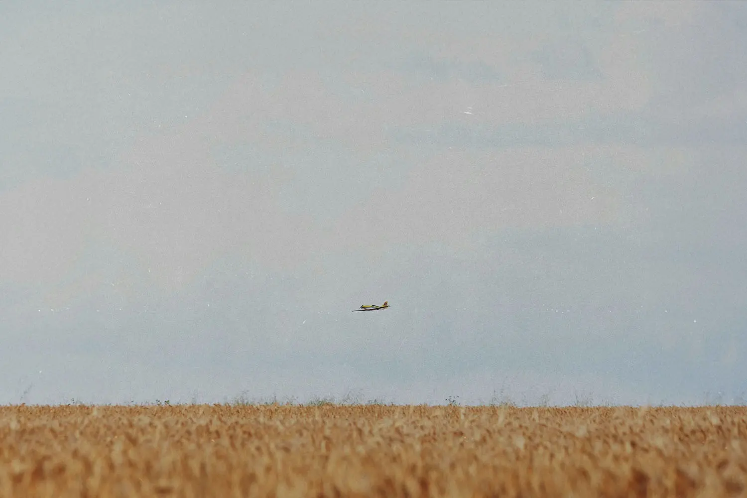 A small airplane flies low over a wide golden field of tall crops under an open sky