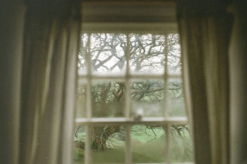 View of a large, twisted tree seen through a window framed by softly draped curtains