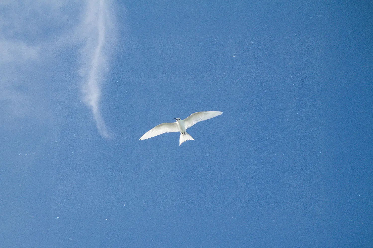 White seabird gliding high above with minimal clouds in an open blue sky