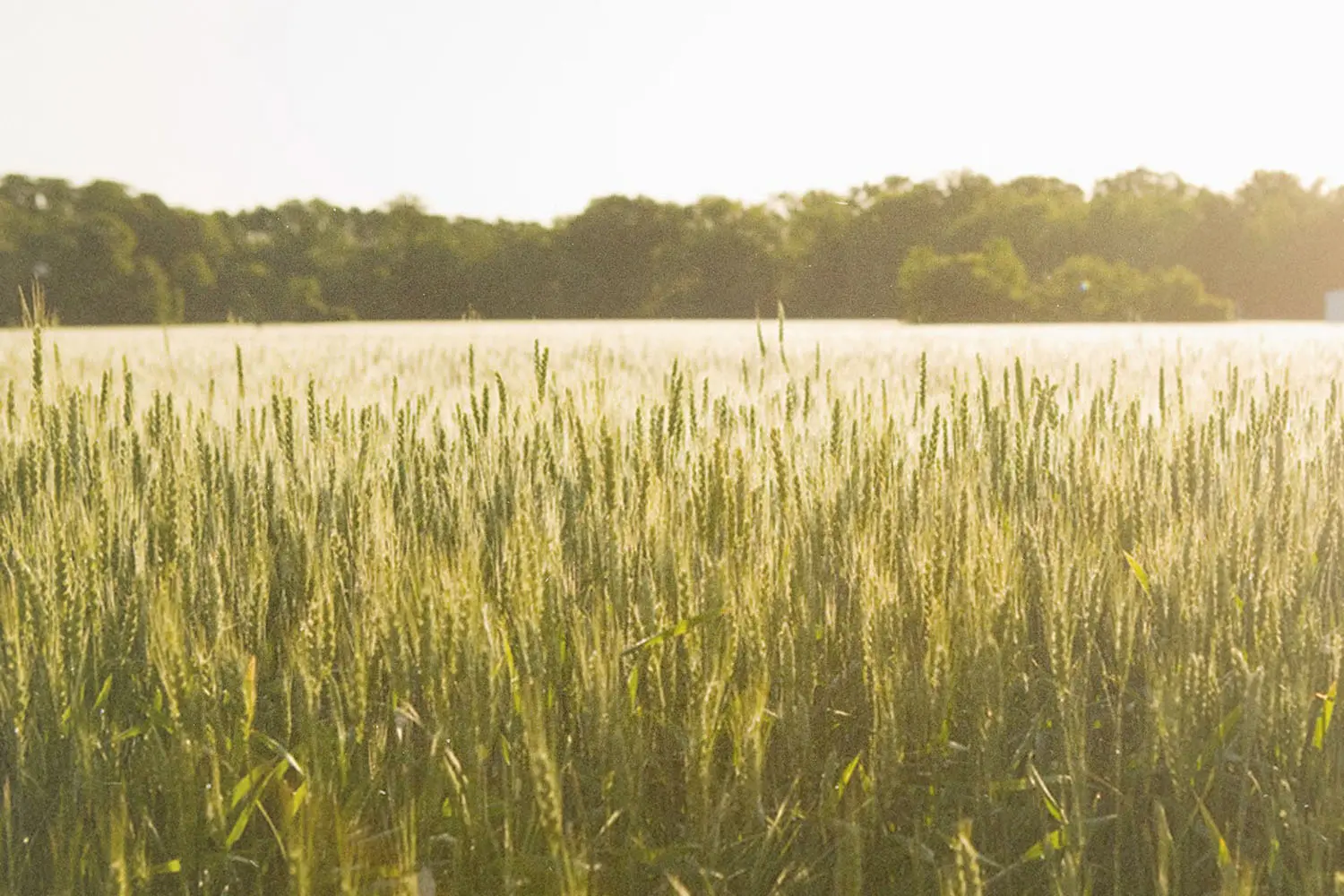 Sunlit wheat field stretching toward distant trees under a bright morning sky