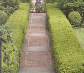 A neatly trimmed garden path with brick pavers is bordered by tall, manicured hedges and framed by an iron gate