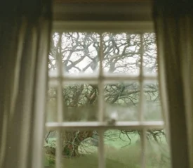 Large, twisting tree viewed through a window framed by curtains, with soft light filtering into the room