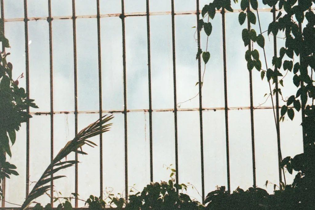 Tall window framed by vertical metal bars, surrounded by lush green plants and vines