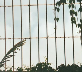 Tall window framed by vertical metal bars, surrounded by lush green plants and vines