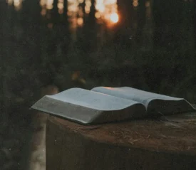 Open Bible resting on a tree stump in a forest at sunset