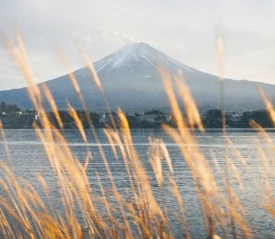 Snow‑topped mountain above a lakeside with tall golden grasses in the foreground