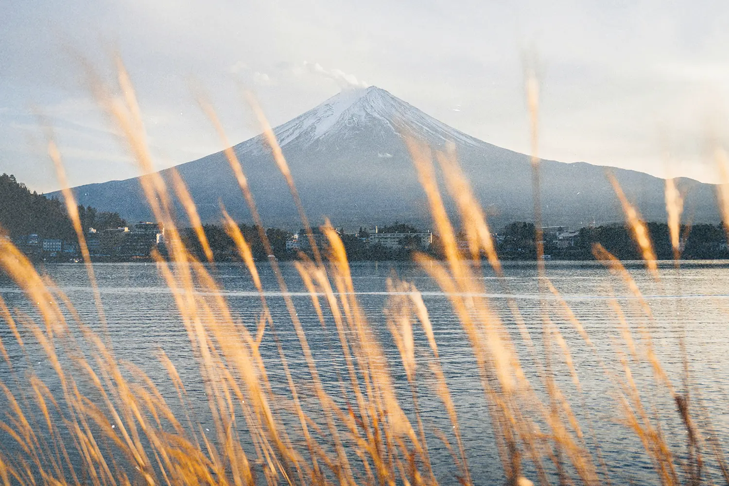 Snow‑topped mountain above a lakeside with tall golden grasses in the foreground