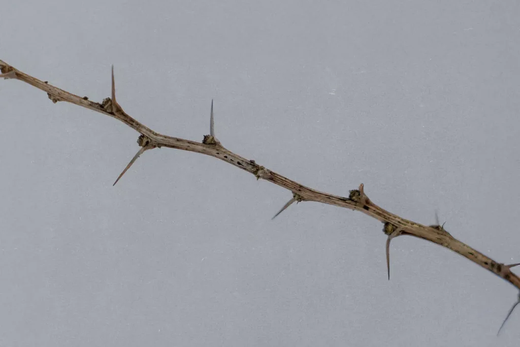 A branch of thorns on a gray sky background