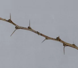 A branch of thorns on a gray sky background