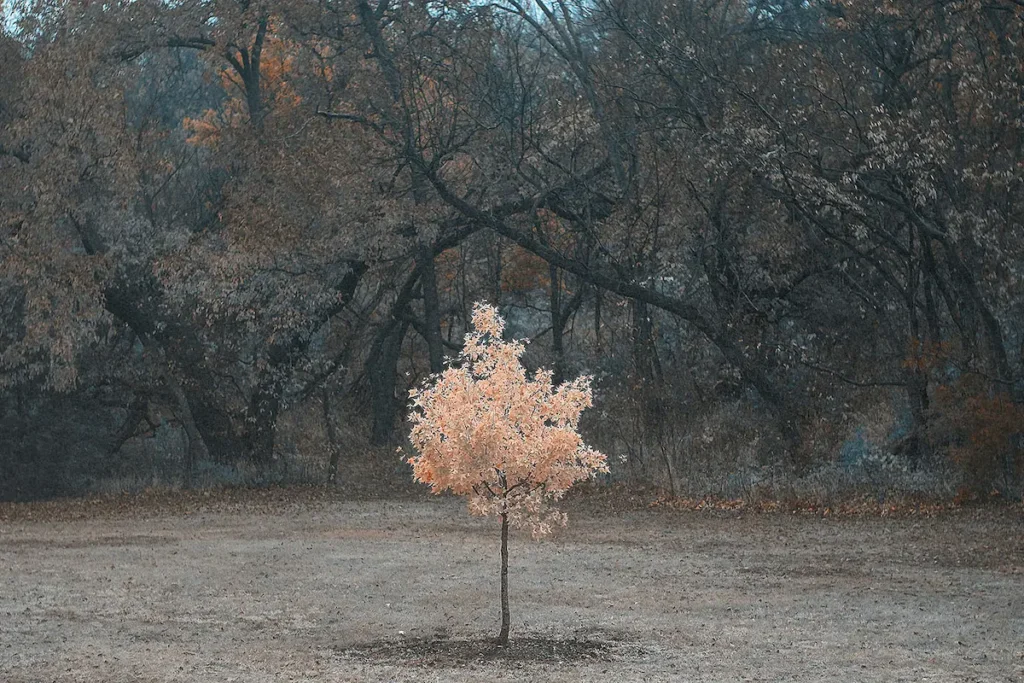 A single light-colored tree stands apart in a dark forest, symbolizing transformation and faith