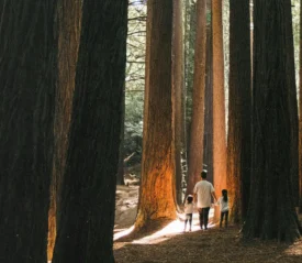 A person walking with two children among towering redwoods, symbolizing God’s promise to live long through obedience and faith.