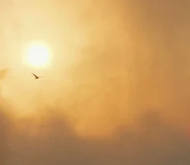 Single bird flying across a glowing golden sky with the sun shining through warm clouds