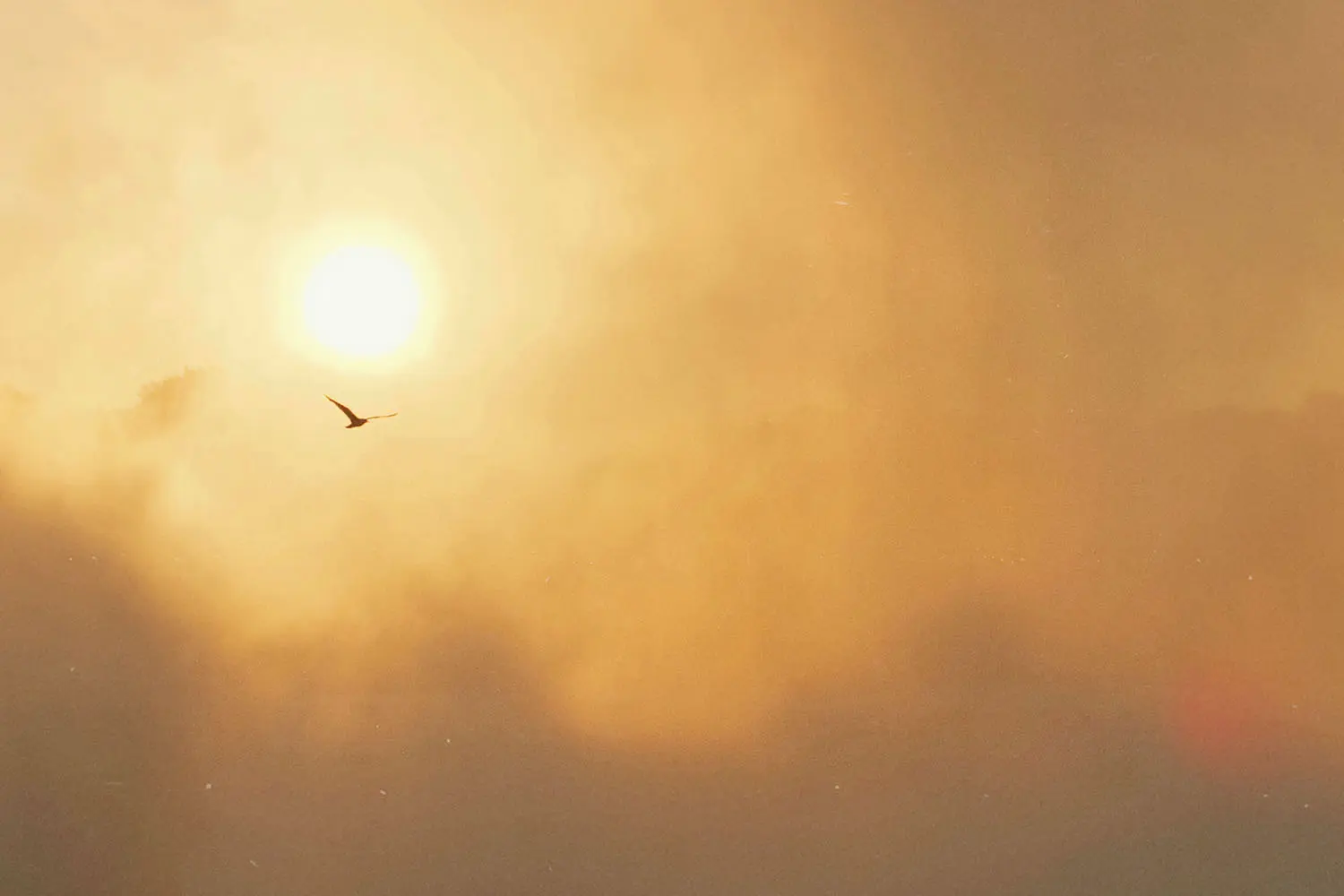 Single bird flying across a glowing golden sky with the sun shining through warm clouds