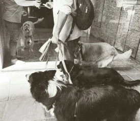 A person holds the leashes of several dogs while another person opens a doorway, with multiple dogs interacting near the entrance