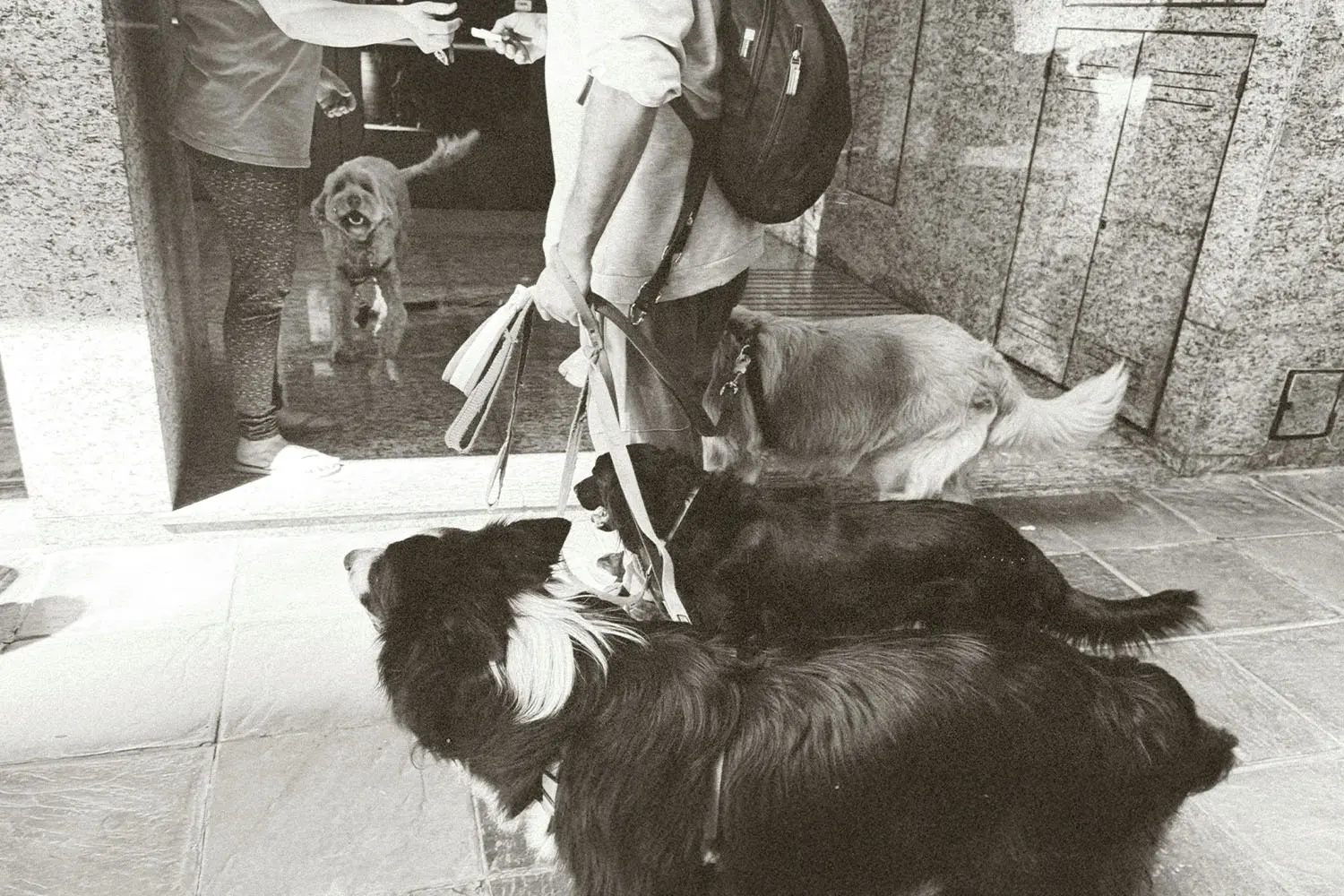 A person holds the leashes of several dogs while another person opens a doorway, with multiple dogs interacting near the entrance