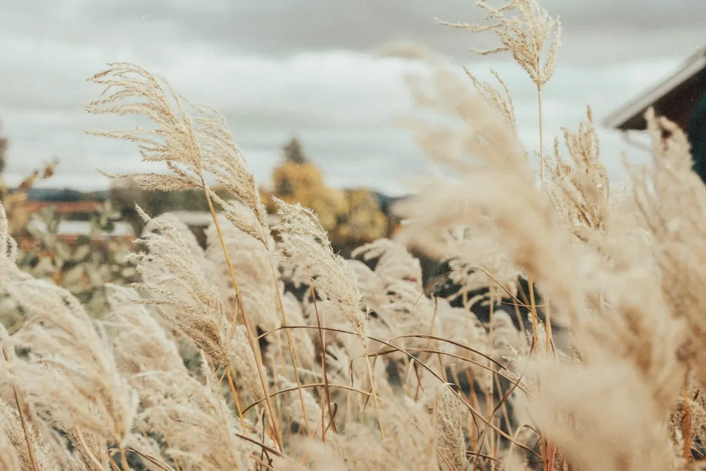 Up-close shot of a wheat field