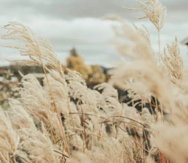 Up-close shot of a wheat field