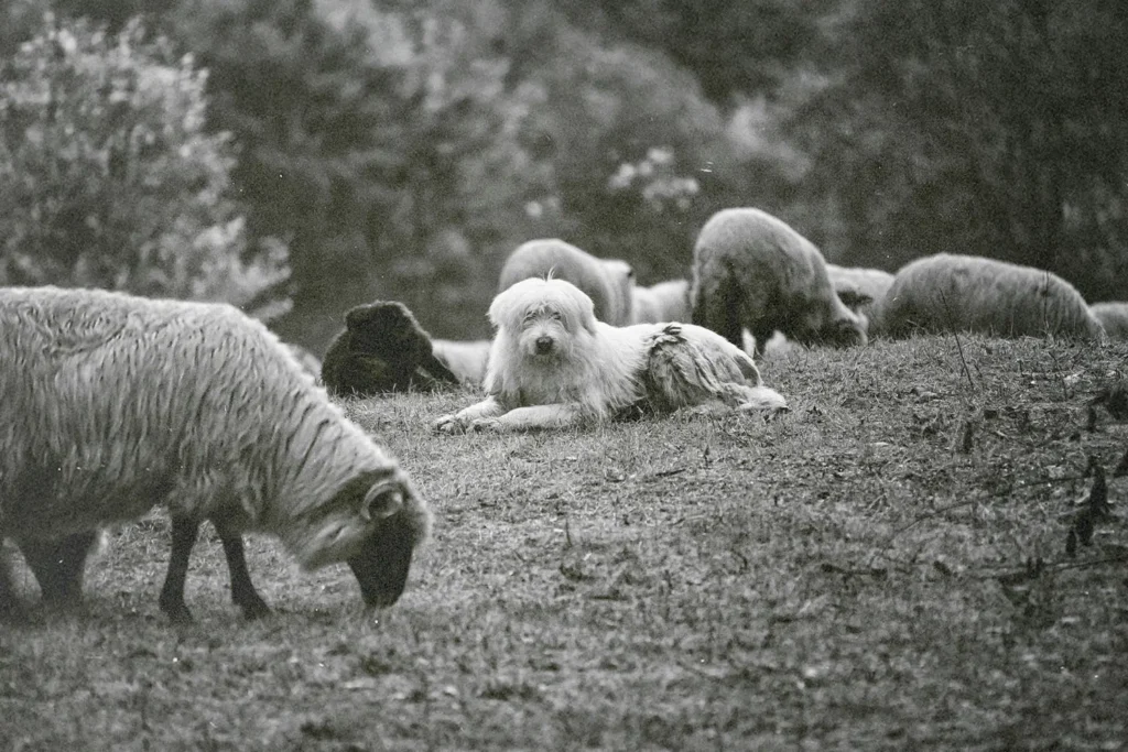 A group of sheep graze on a grassy hillside, with a large fluffy white dog resting among them