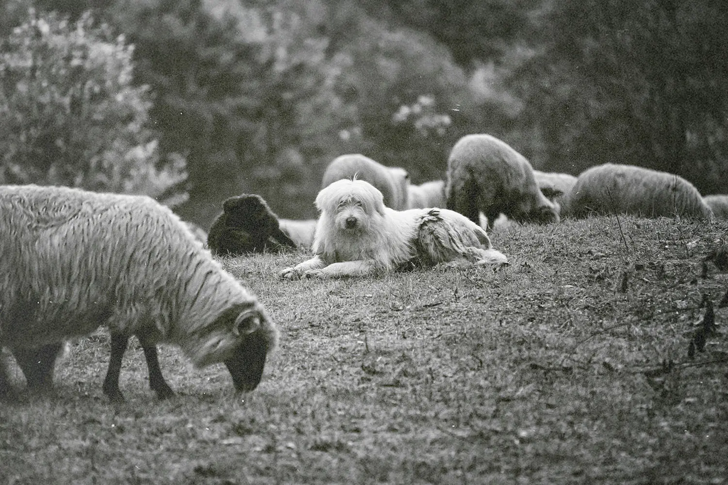 A group of sheep graze on a grassy hillside, with a large fluffy white dog resting among them