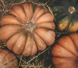 Aerial view of pumpkins