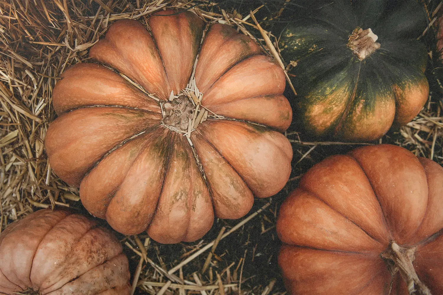 Aerial view of pumpkins